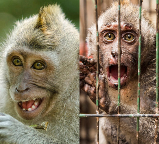 Masked abuse is a photographic project of Joan de la Malla about the human-monkey (macaque) relation in some areas of Indonesia. Abuso enmascarado es un proyecto fotográfico de Joan de la Malla sobre la relación entre hombres y monos (macacos) en algunas áreas de Indonesia.